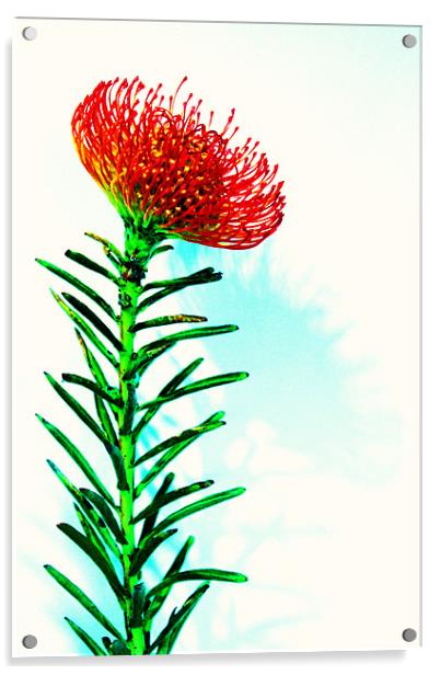 Red spikey flower pin cushion Acrylic by Charlotte Anderson