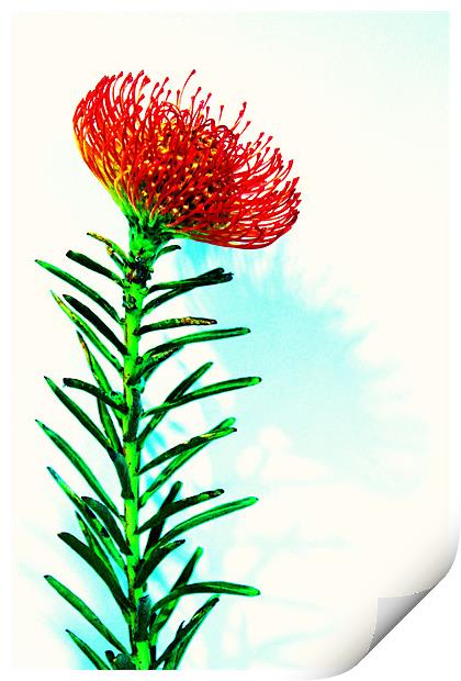 Red spikey flower pin cushion Print by Charlotte Anderson