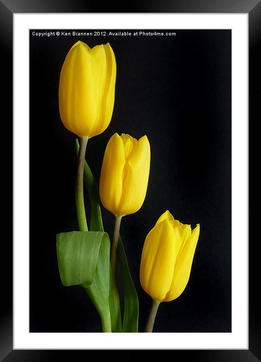 Three yellow Tulips Framed Mounted Print by Oxon Images