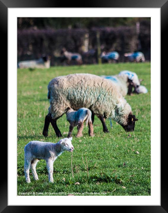 Lamb in Sunshine Framed Mounted Print by Dawn O'Connor
