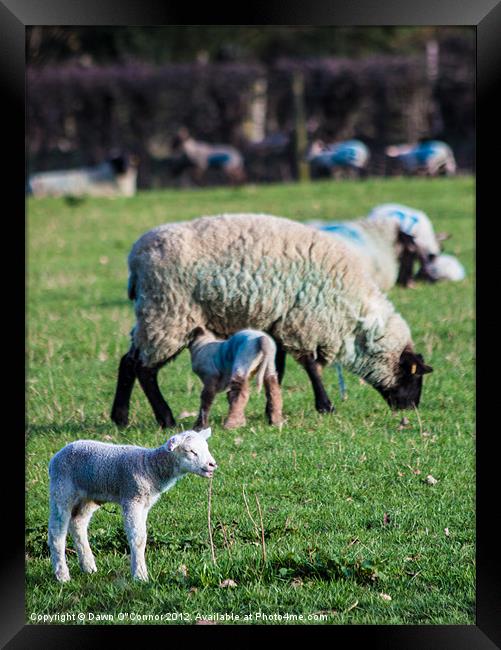 Lamb in Sunshine Framed Print by Dawn O'Connor