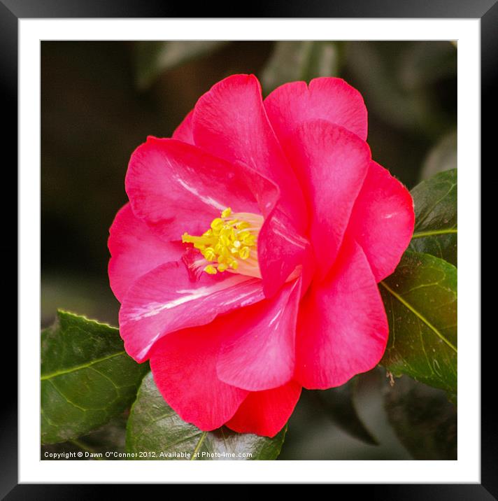 Camellia Framed Mounted Print by Dawn O'Connor