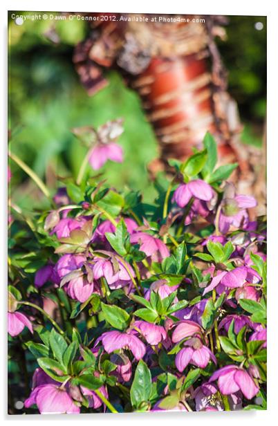 Hellebores Acrylic by Dawn O'Connor