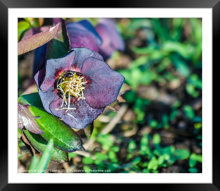 Hellebore Framed Mounted Print by Dawn O'Connor