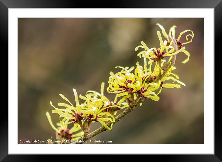 Hamamelis Framed Mounted Print by Dawn O'Connor