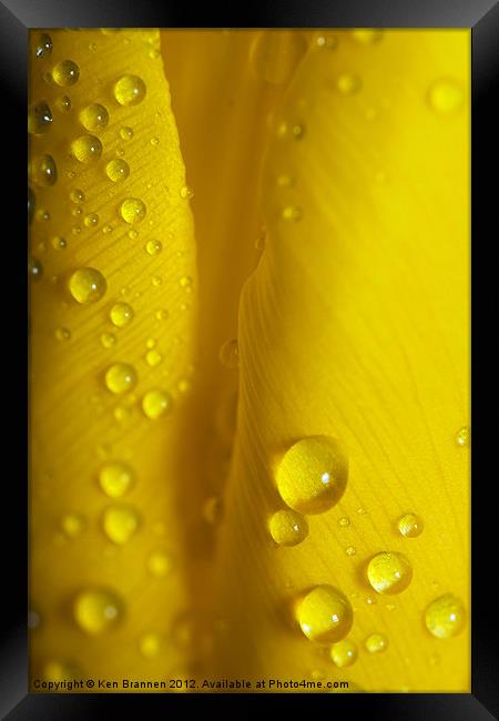Yellow Tulip with water droplets Framed Print by Oxon Images