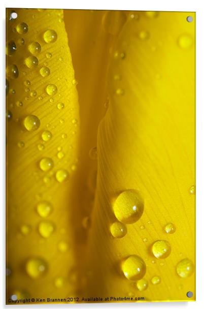 Yellow Tulip with water droplets Acrylic by Oxon Images