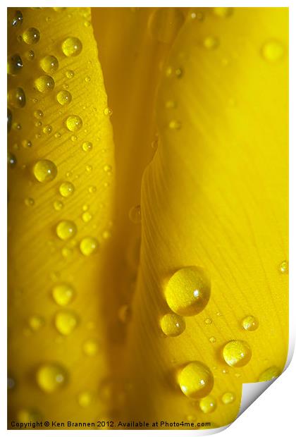 Yellow Tulip with water droplets Print by Oxon Images