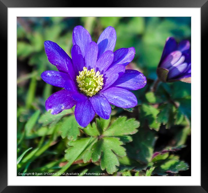 Anemone Framed Mounted Print by Dawn O'Connor