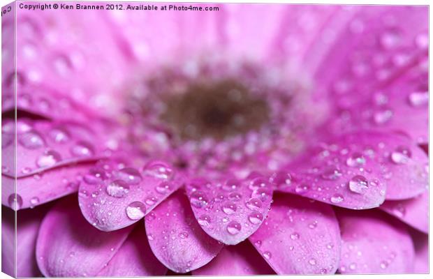 Pink Gerbera with water droplets Canvas Print by Oxon Images