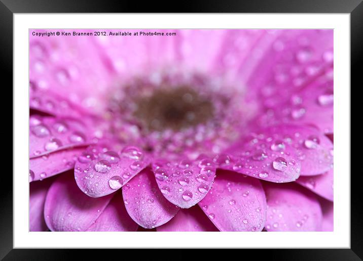 Pink Gerbera with water droplets Framed Mounted Print by Oxon Images