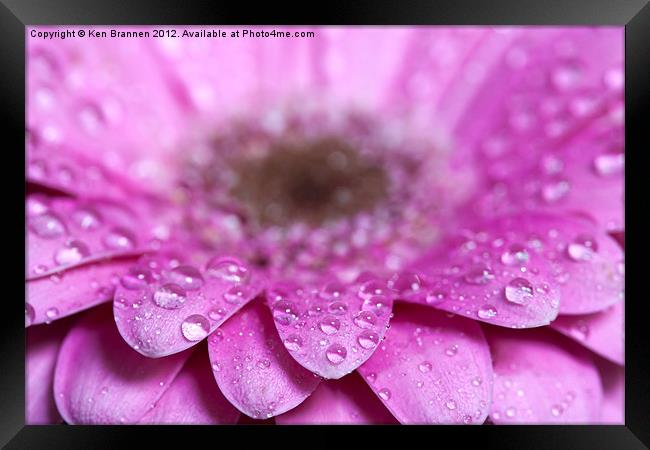 Pink Gerbera with water droplets Framed Print by Oxon Images