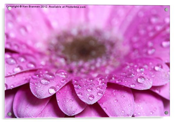 Pink Gerbera with water droplets Acrylic by Oxon Images