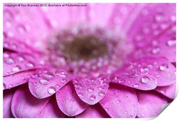 Pink Gerbera with water droplets Print by Oxon Images