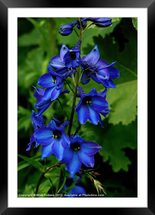 Blue Delphinium Framed Mounted Print by Mark Hobson