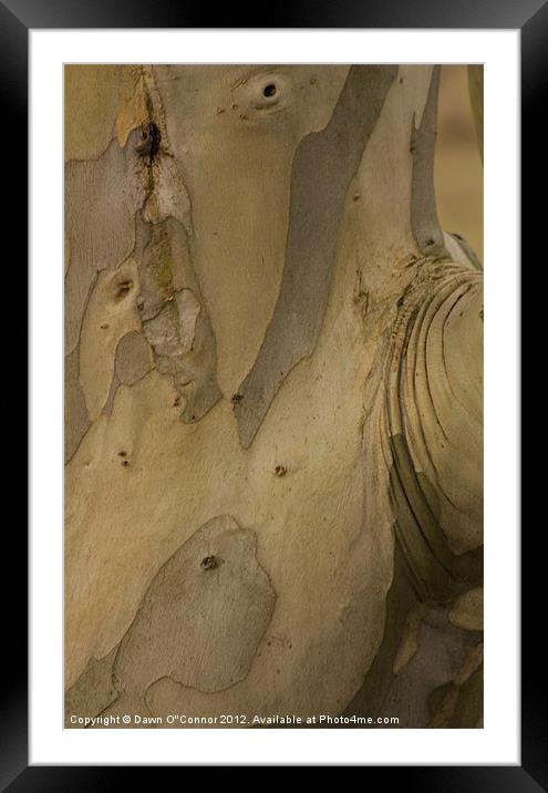 Eucalyptus Tree Framed Mounted Print by Dawn O'Connor
