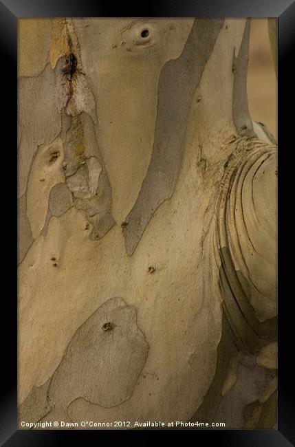 Eucalyptus Tree Framed Print by Dawn O'Connor