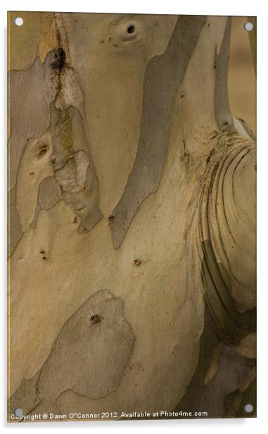 Eucalyptus Tree Acrylic by Dawn O'Connor