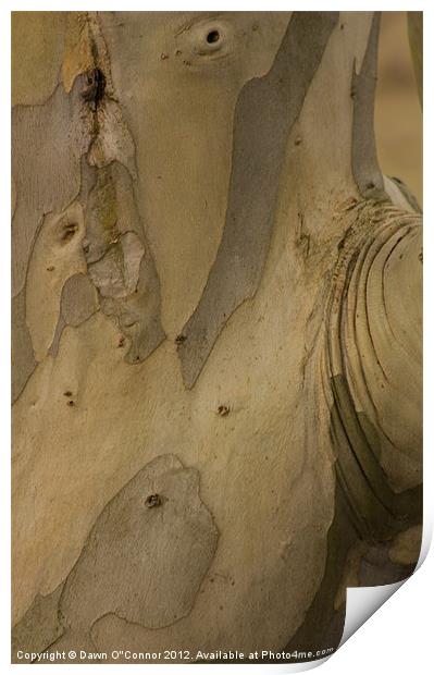 Eucalyptus Tree Print by Dawn O'Connor