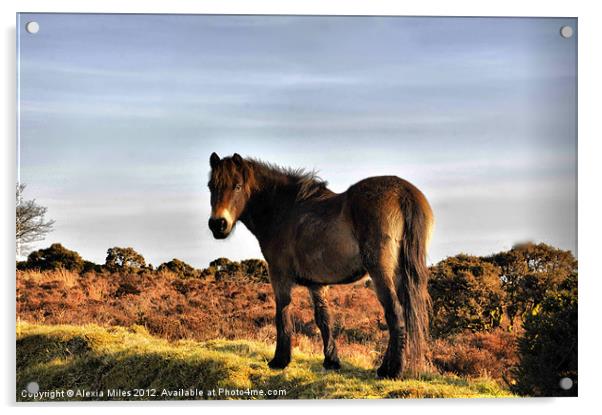 Exmoor Beauty Acrylic by Alexia Miles