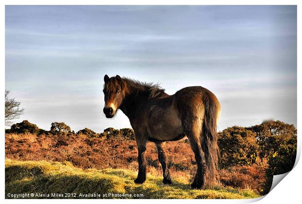 Exmoor Beauty Print by Alexia Miles