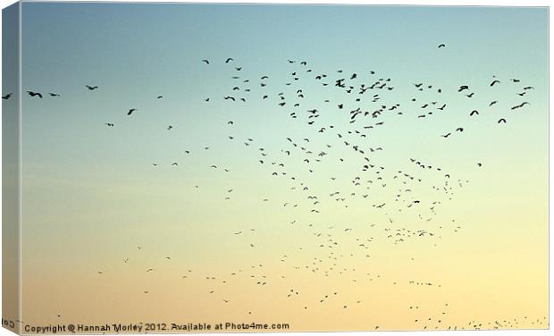 Flock of Seabirds Canvas Print by Hannah Morley
