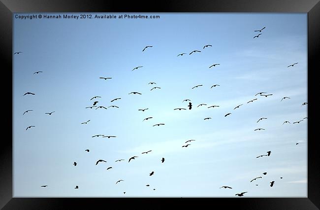 Flock of Seabirds Framed Print by Hannah Morley