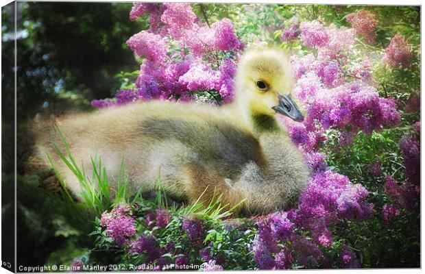 Gosling and Lilacs Canvas Print by Elaine Manley