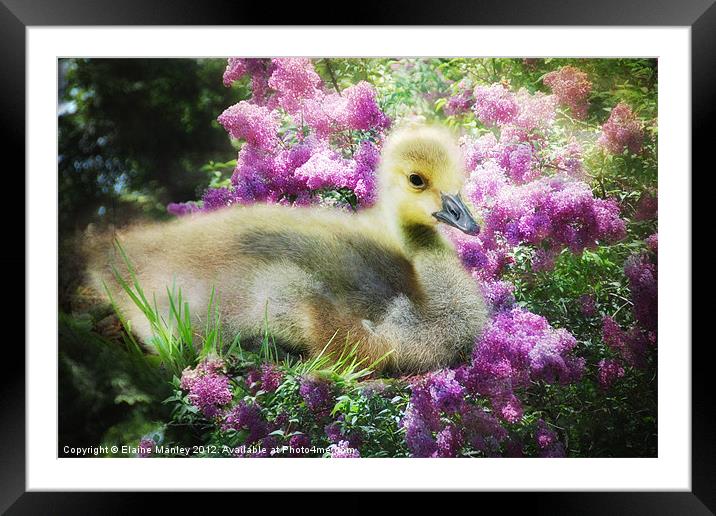 Gosling and Lilacs Framed Mounted Print by Elaine Manley