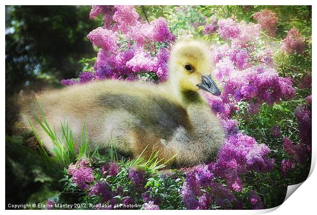 Gosling and Lilacs Print by Elaine Manley