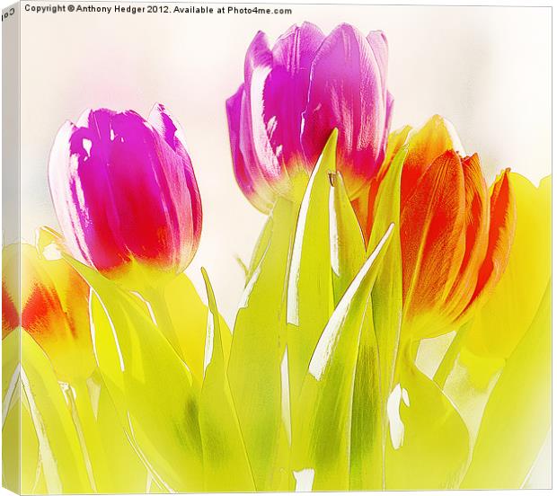 Painted Tulips Canvas Print by Anthony Hedger