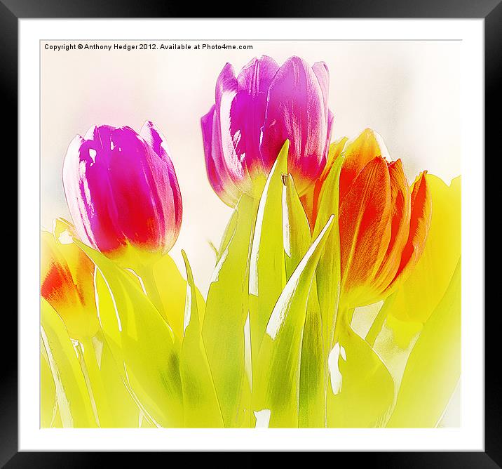 Painted Tulips Framed Mounted Print by Anthony Hedger
