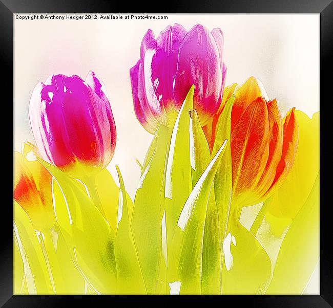 Painted Tulips Framed Print by Anthony Hedger