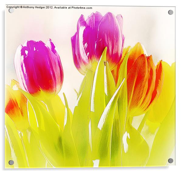 Painted Tulips Acrylic by Anthony Hedger