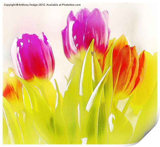 Painted Tulips Print by Anthony Hedger