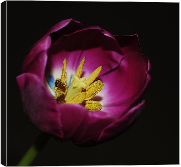 Tulip stigmas stamen &pollens Canvas Print by Rosanna Zavanaiu