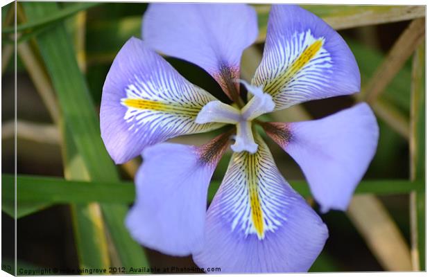 Iris in bloom Canvas Print by mike wingrove