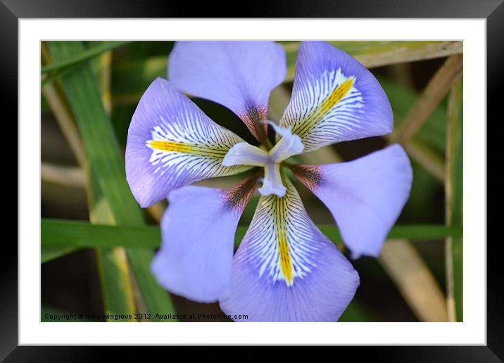 Iris in bloom Framed Mounted Print by mike wingrove