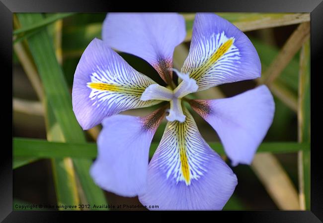 Iris in bloom Framed Print by mike wingrove