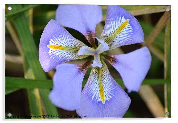 Iris in bloom Acrylic by mike wingrove