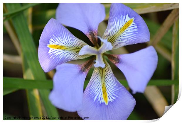 Iris in bloom Print by mike wingrove