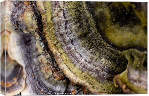 mushroom abstract Canvas Print by Jo Beerens