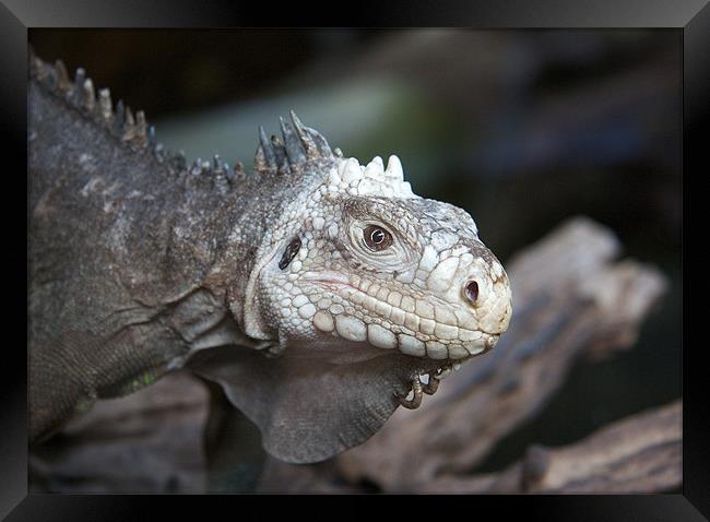 Bearded Dragon Framed Print by David Yeaman