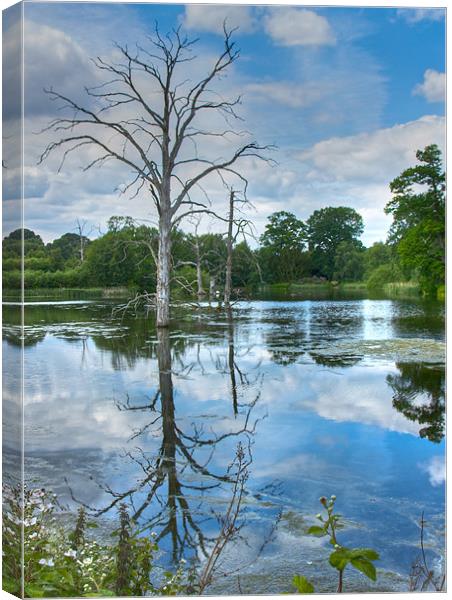 Dead Tree in the Lake Canvas Print by David Yeaman