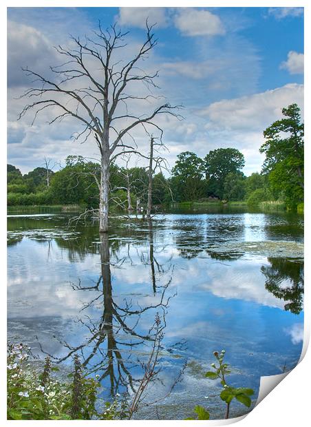 Dead Tree in the Lake Print by David Yeaman