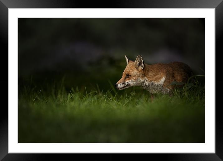 Fox on High Alert Framed Mounted Print by Natures' Canvas: Wall Art  & Prints by Andy Astbury