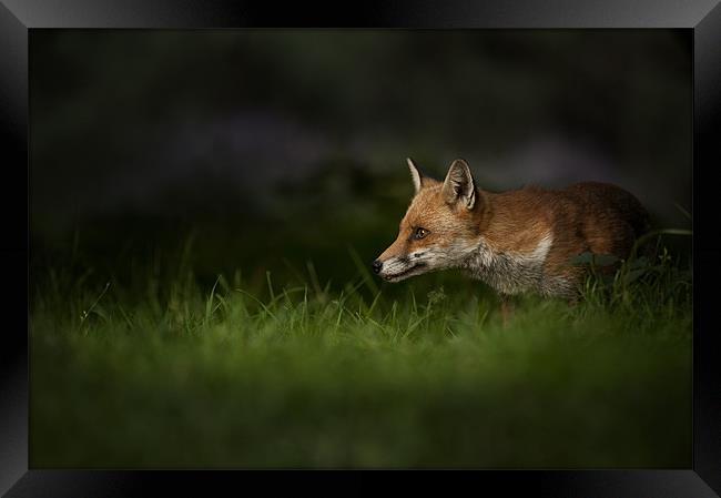Fox on High Alert Framed Print by Natures' Canvas: Wall Art  & Prints by Andy Astbury