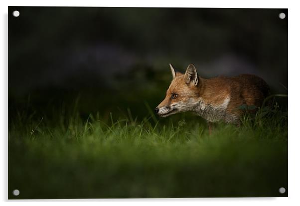 Fox on High Alert Acrylic by Natures' Canvas: Wall Art  & Prints by Andy Astbury