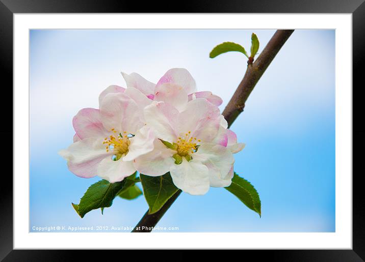 Apple Blossom in Summertime. Framed Mounted Print by K. Appleseed.