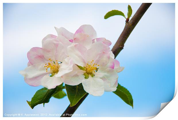 Apple Blossom in Summertime. Print by K. Appleseed.